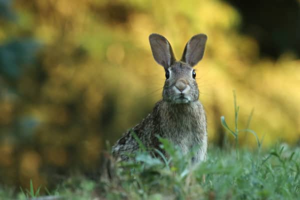 Chestnut Nursery Schools News Image - A Visit from ZooLab