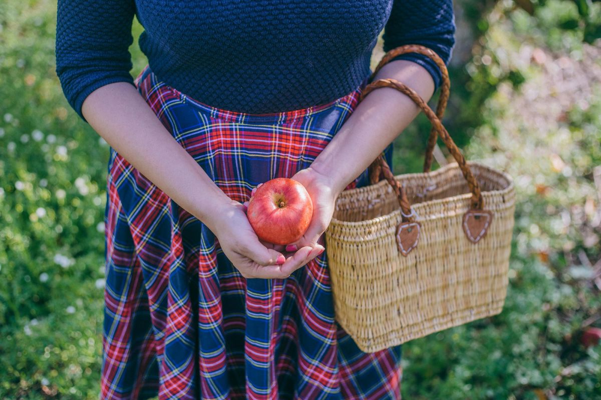 Apple Picking in Kent