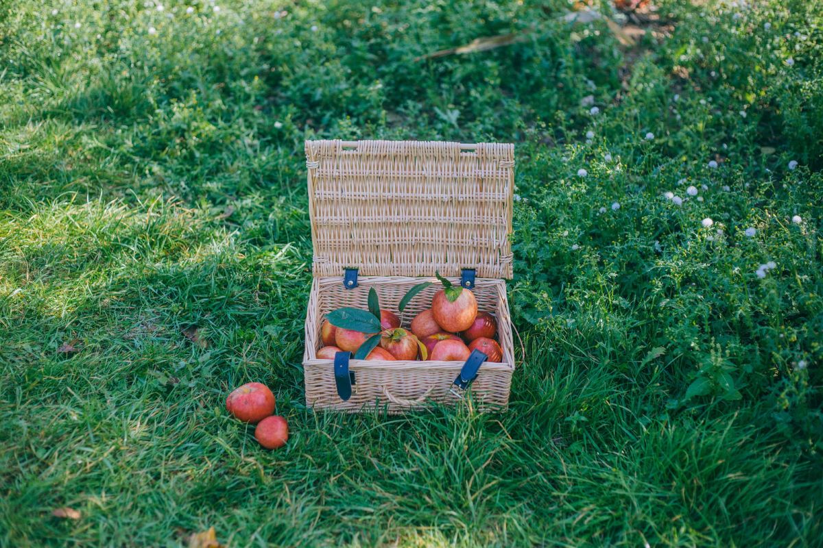 Apple Picking in Kent