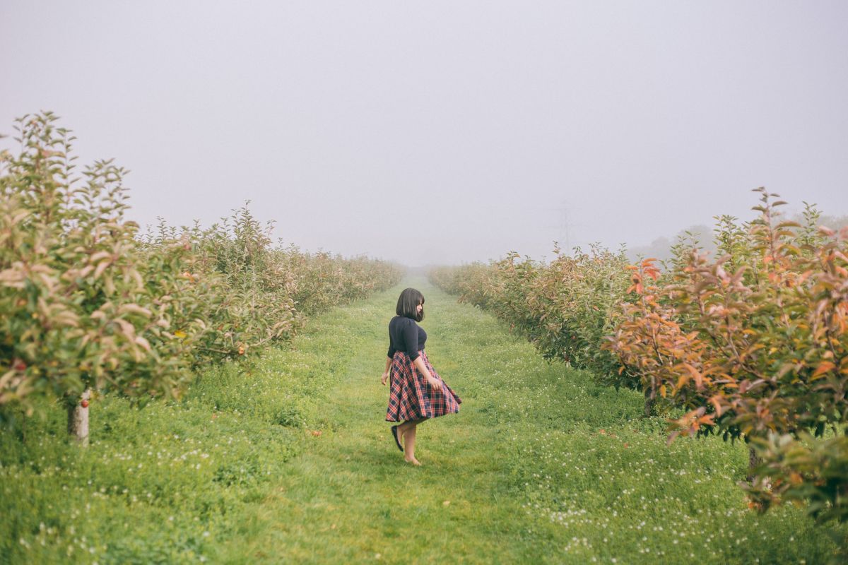 Apple Picking in Kent