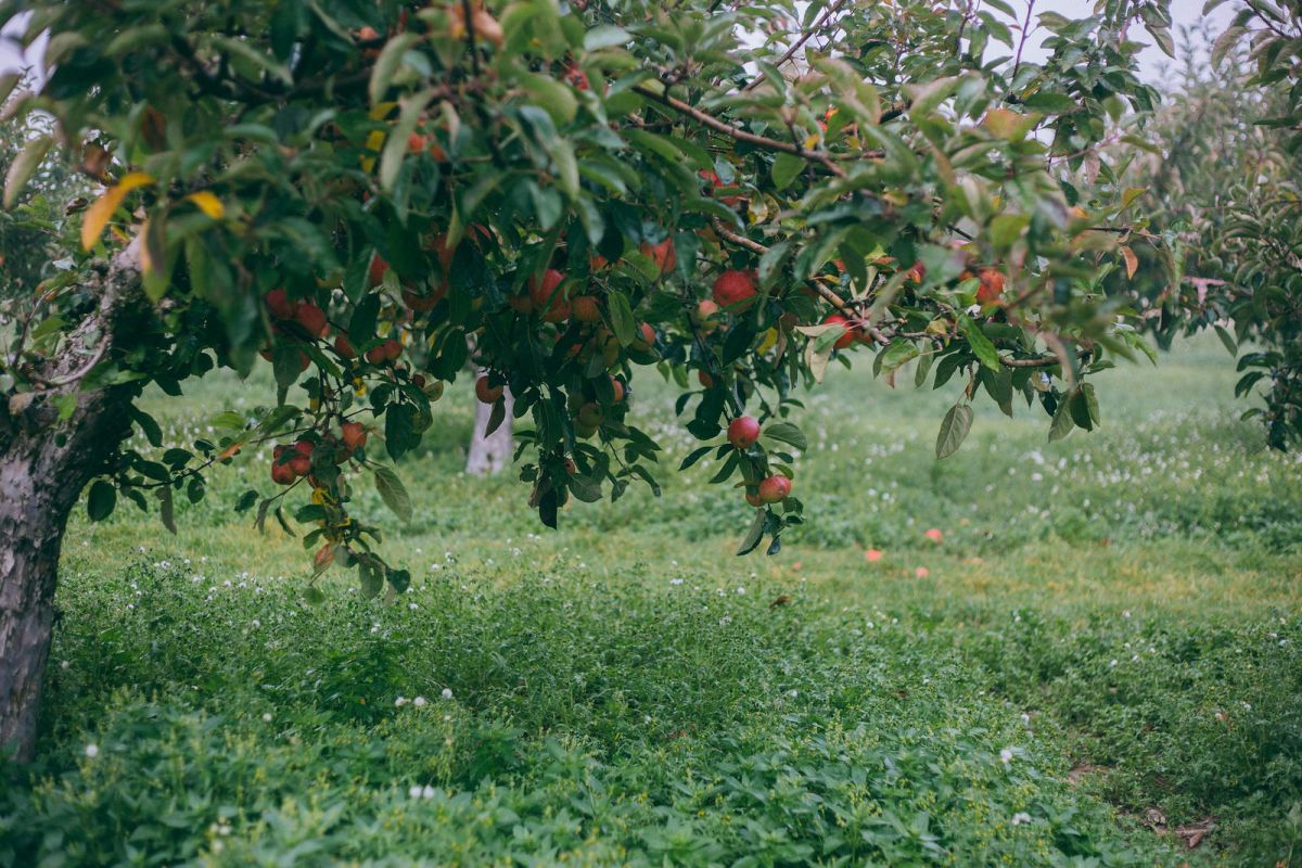 Apple Picking in Kent