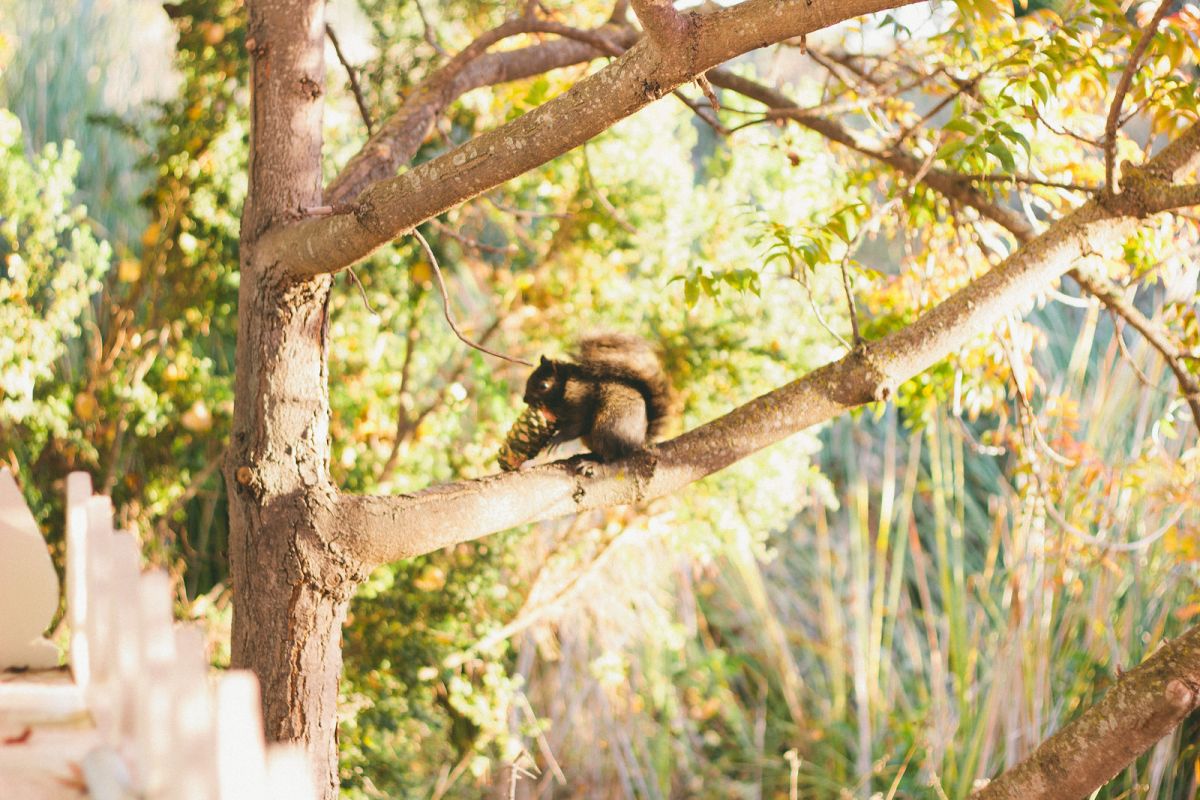 3 Parks to Visit in San Jose, California