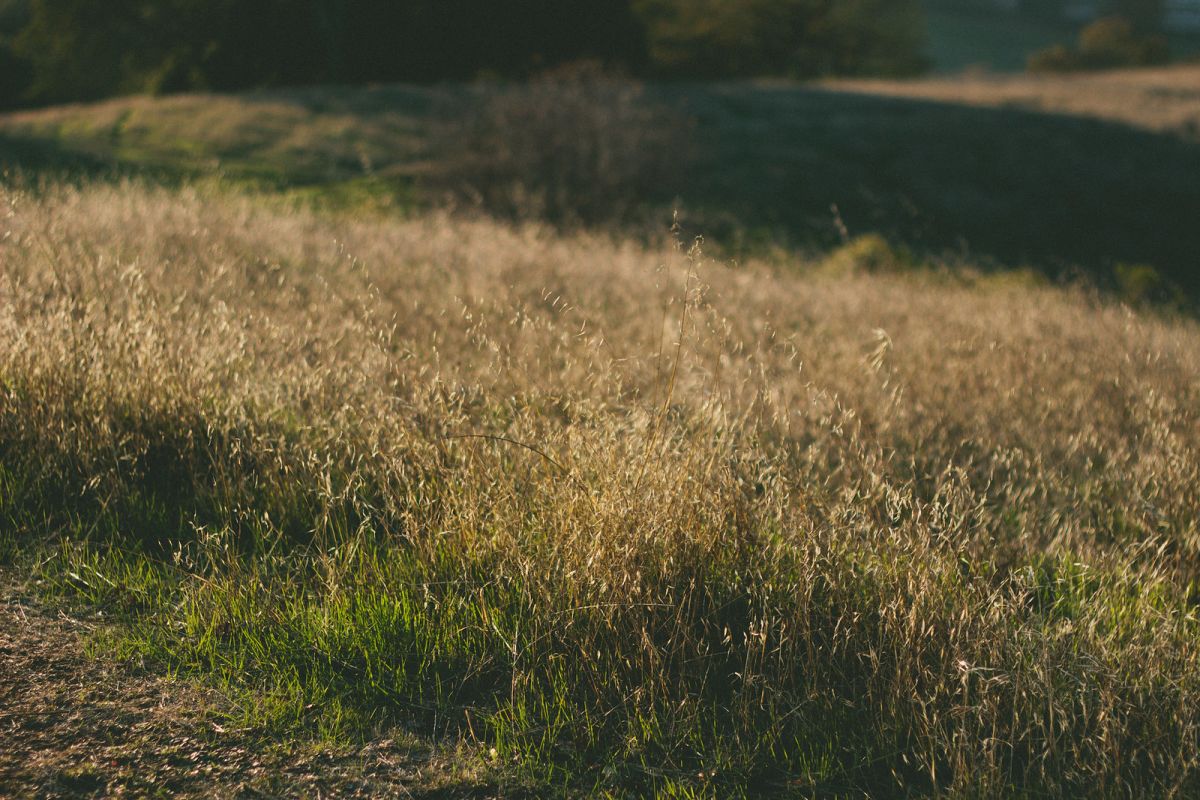 3 Parks to Visit in San Jose, California