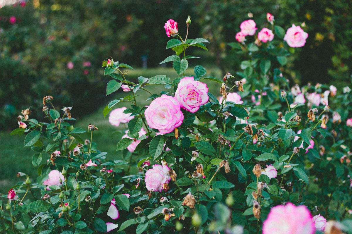 3 Parks to Visit in San Jose, California