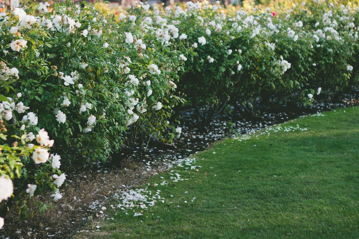 3 Parks to Visit in San Jose, California