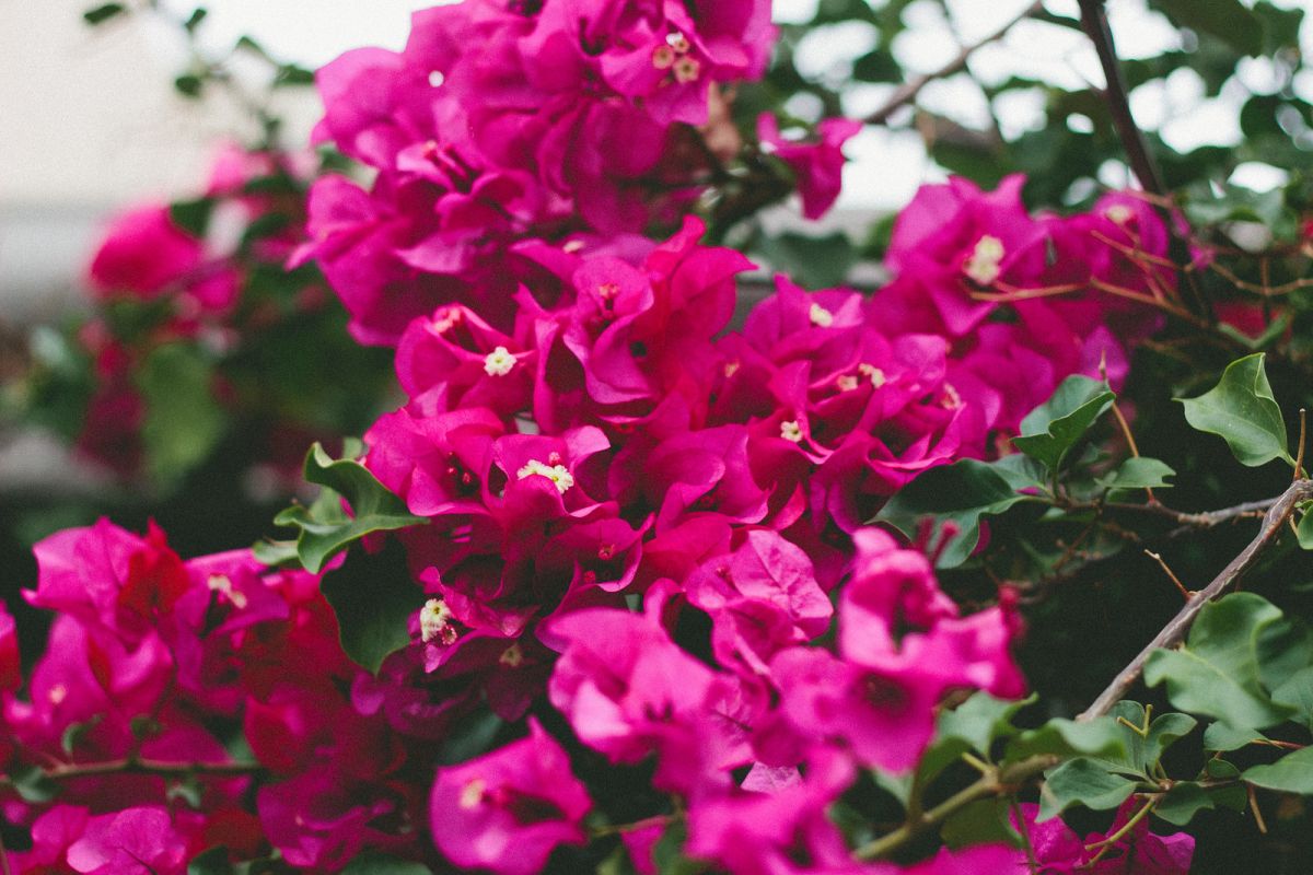 Fate Among African Blooms
