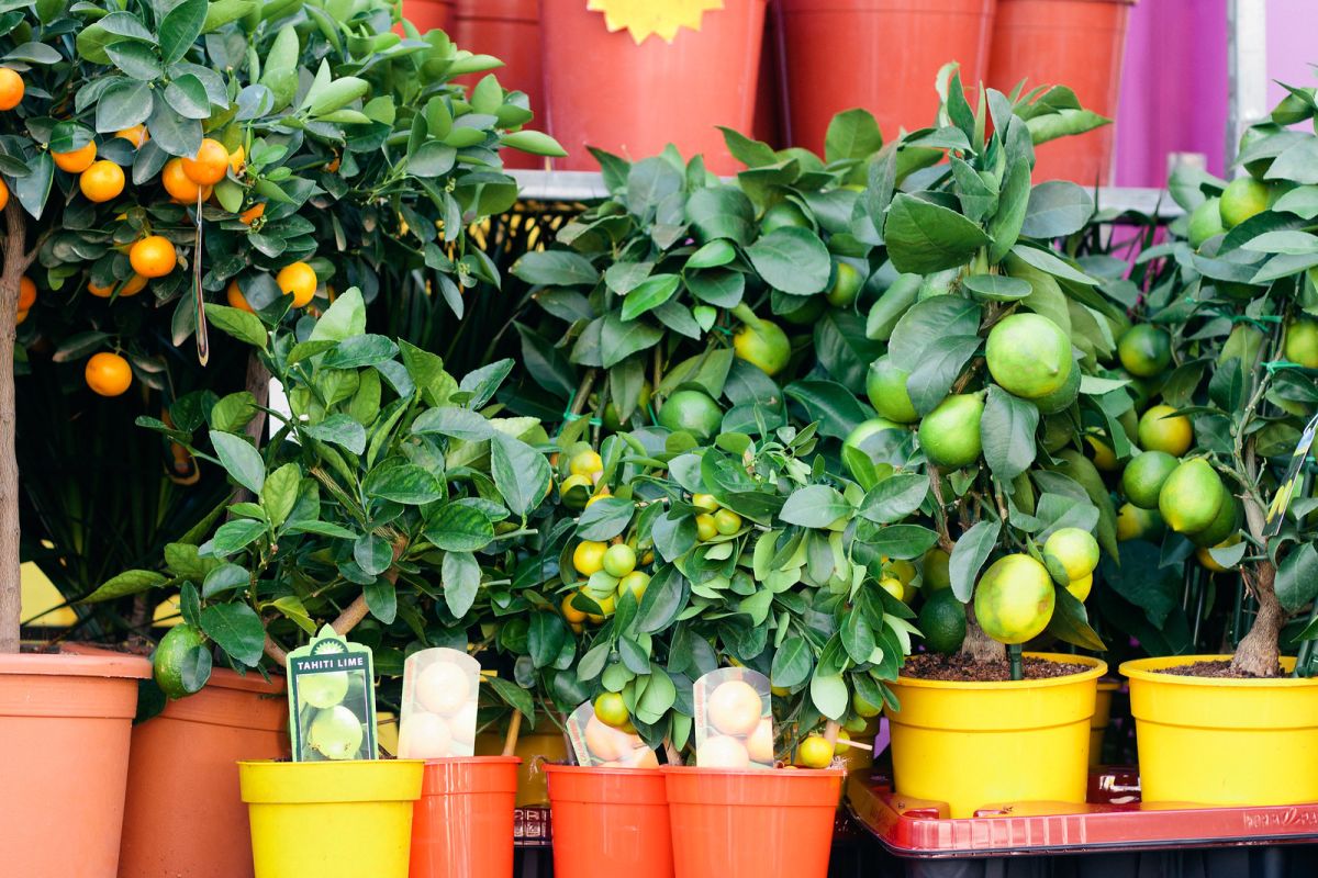 Visiting Columbia Road Flower Market Tips & Advice