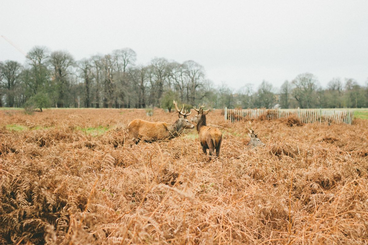 Reflective Walk Through Richmond Park