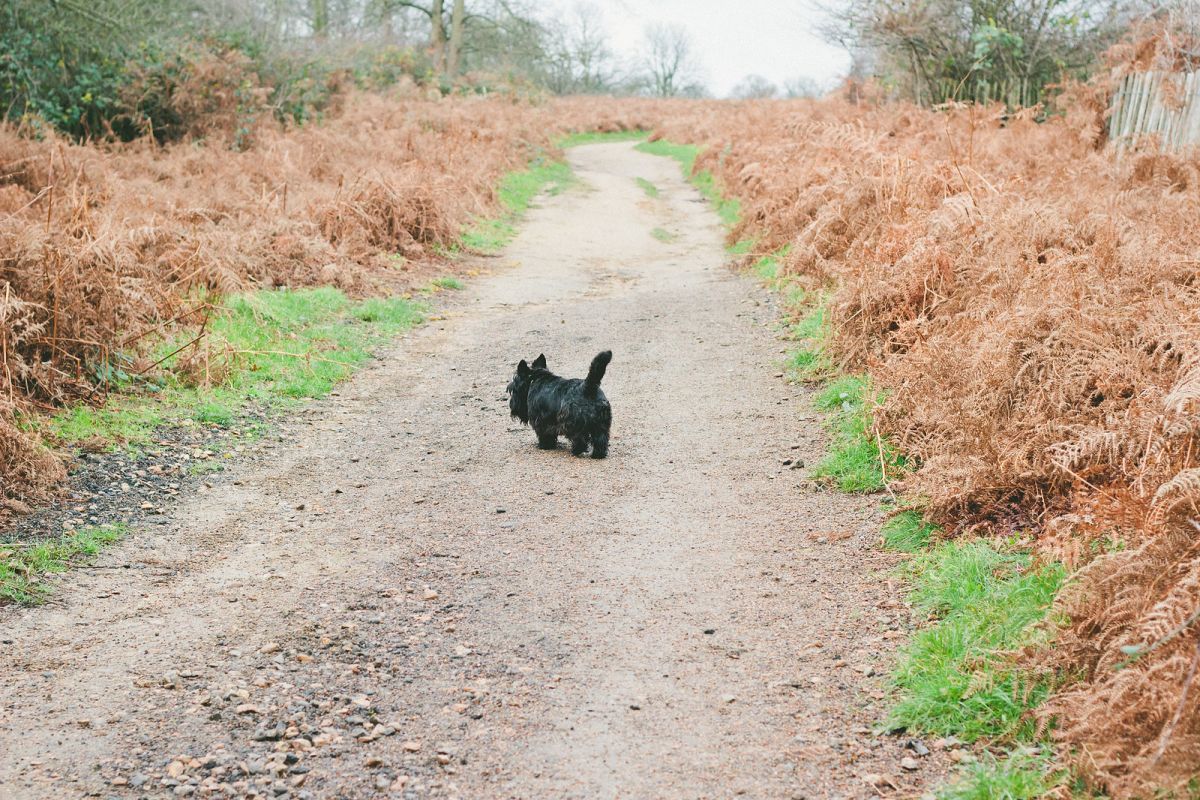 Reflective Walk Through Richmond Park