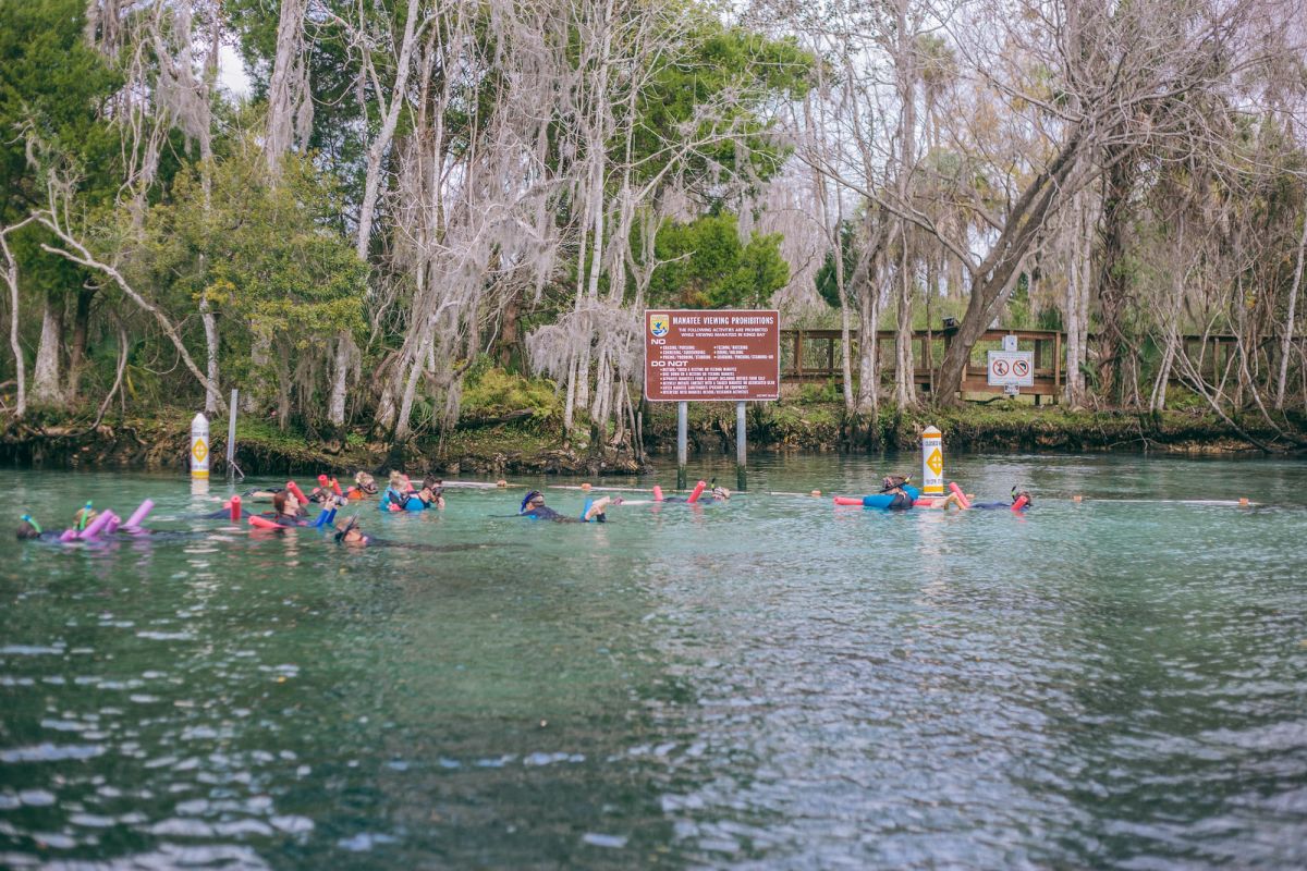 Swimming with Manatees in Crystal River, Florida