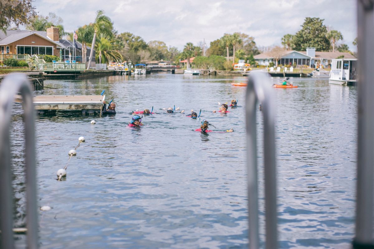 Swimming with Manatees in Crystal River, Florida