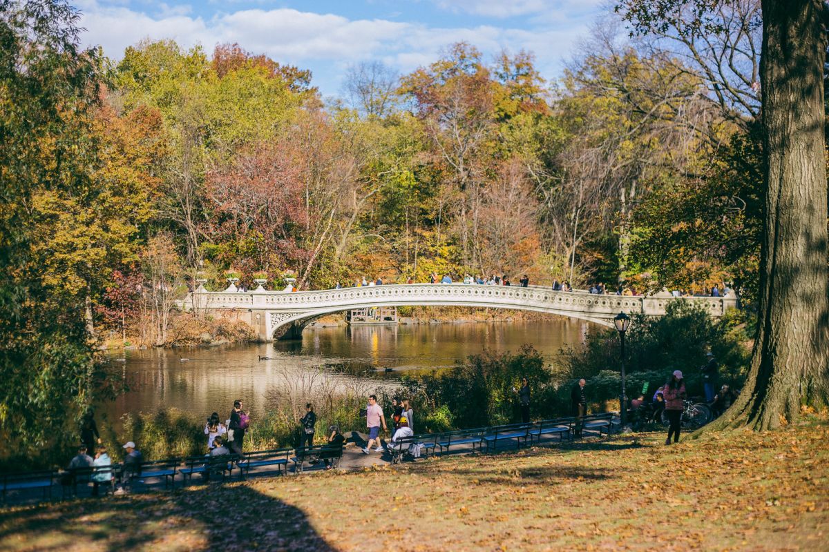 A Reflective Autumnal Walk in Central Park