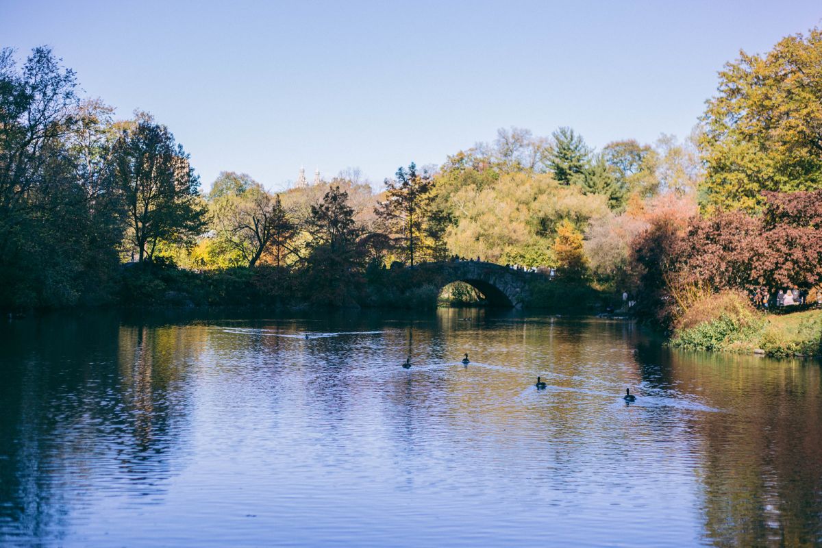 A Reflective Autumnal Walk in Central Park