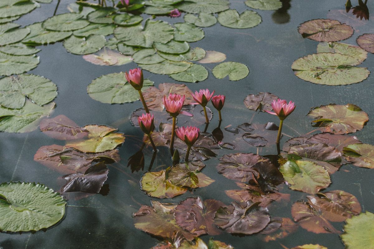 Chi Lin Nunnery and Nan Lian Garden