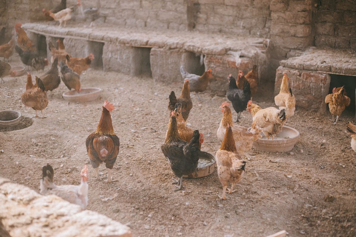 Al Moudira Hotel in Luxor