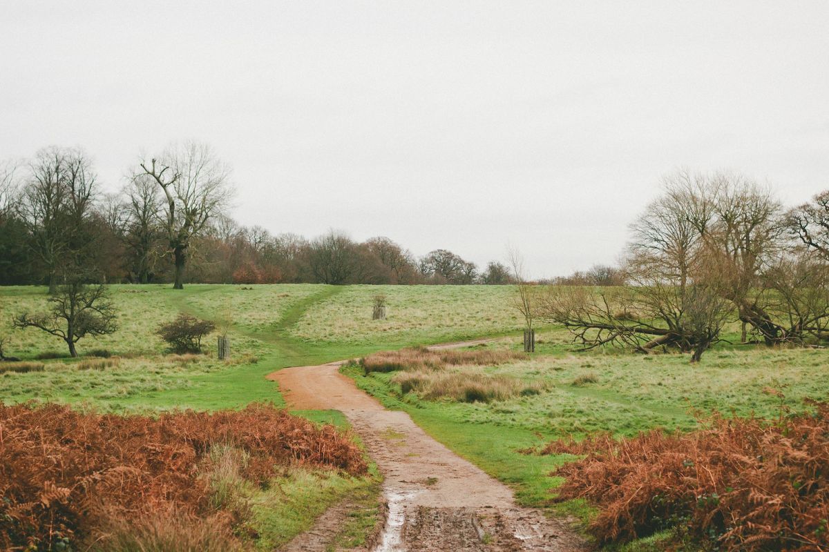 Reflective Walk Through Richmond Park