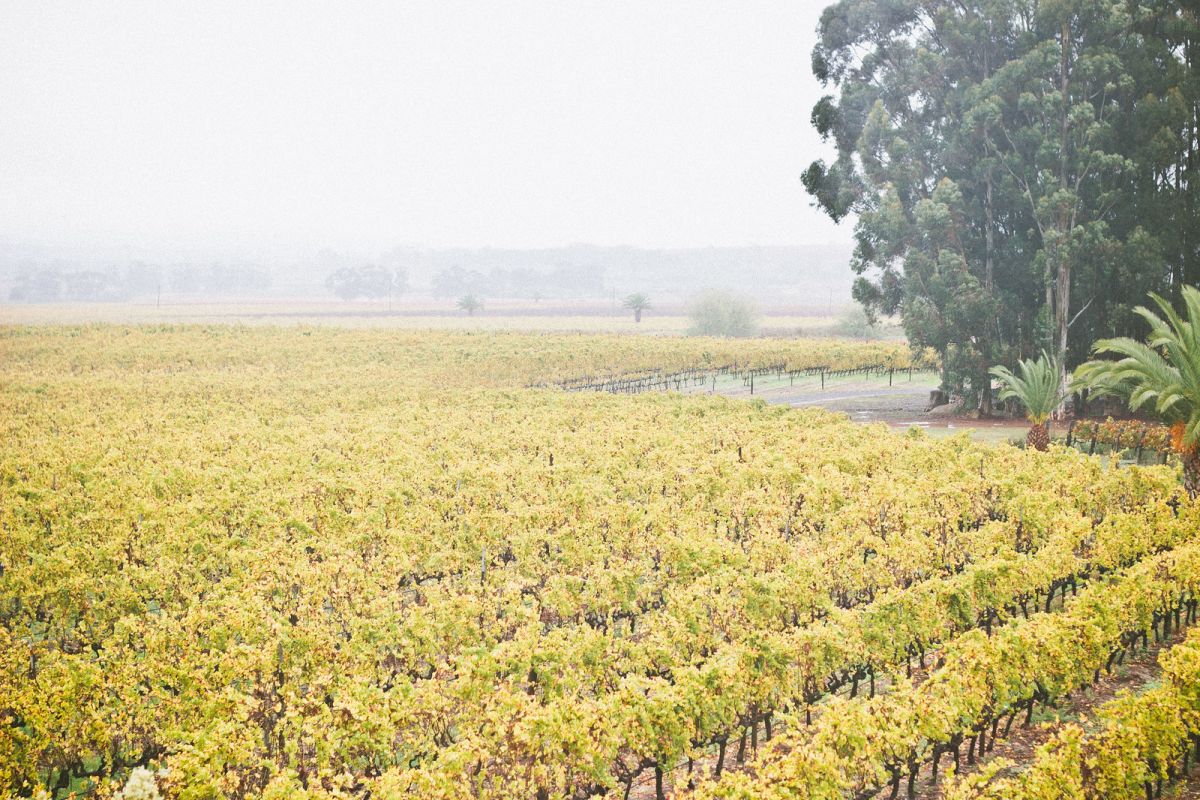 The Best Cape Town Wine Day Trips to Stellenbosch