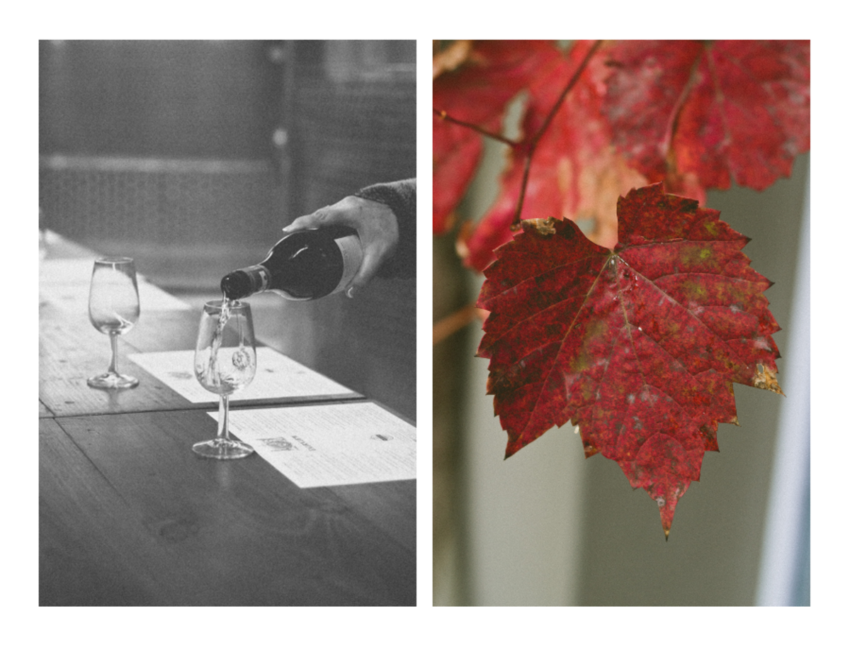 The Best Cape Town Wine Day Trips to Stellenbosch