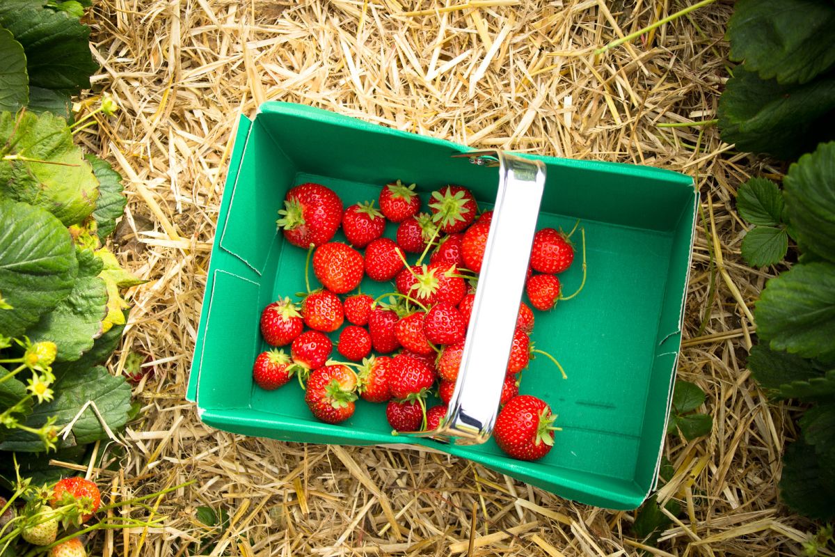 Strawberry & Sunflower Picking at Cairnies Farm