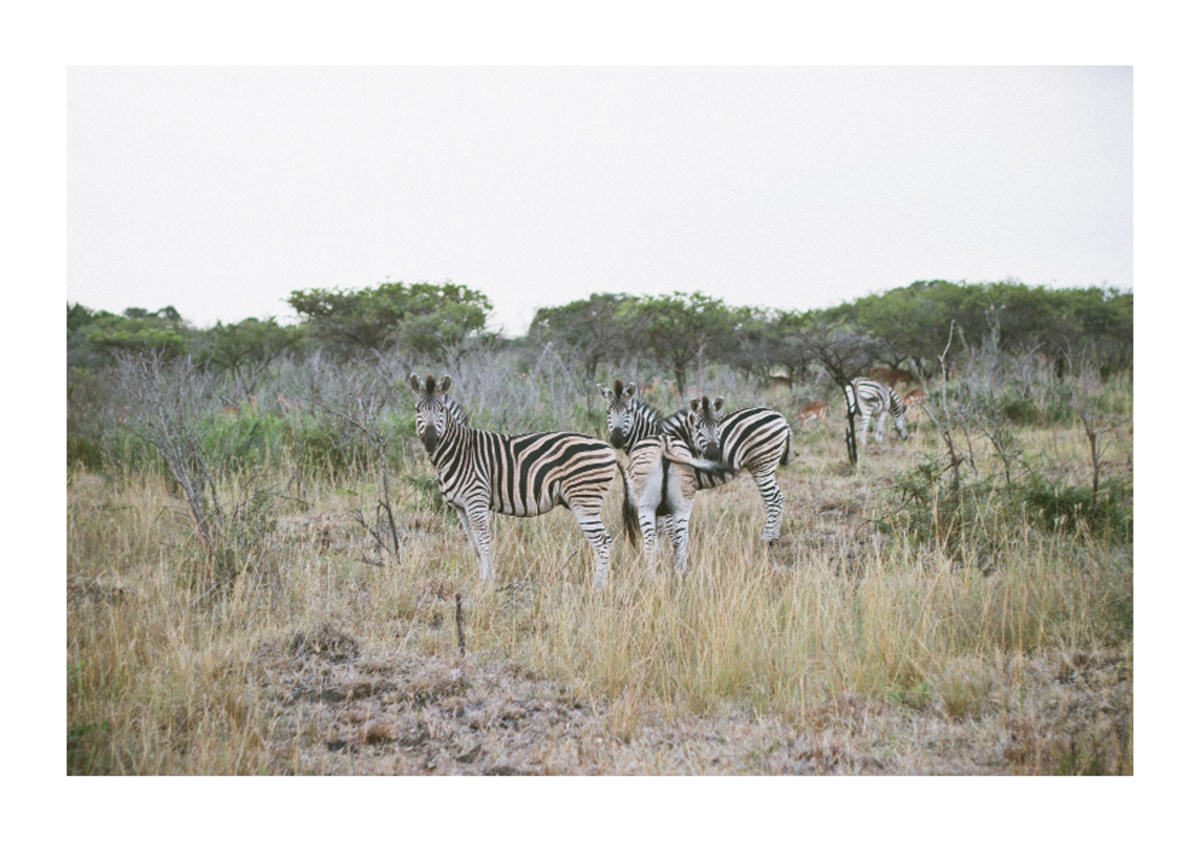 Staying at Bonamanzi Game Reserve in South Africa