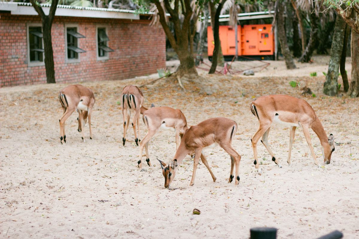 Staying at Bonamanzi Game Reserve in South Africa