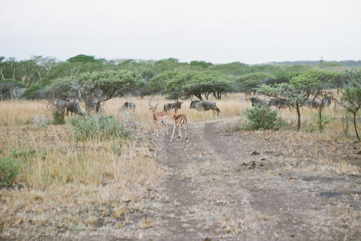 Staying at Bonamanzi Game Reserve in South Africa