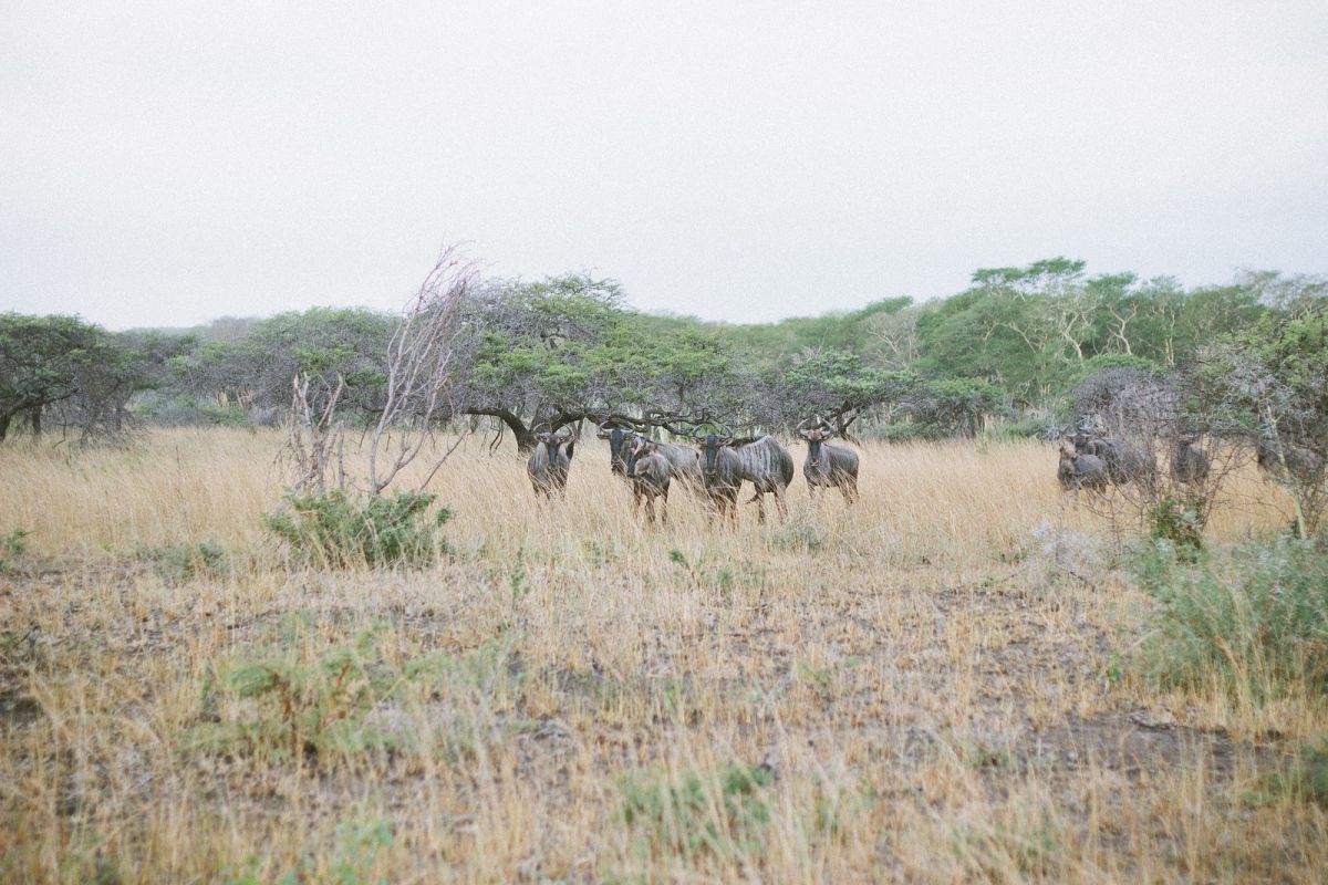 Staying at Bonamanzi Game Reserve in South Africa