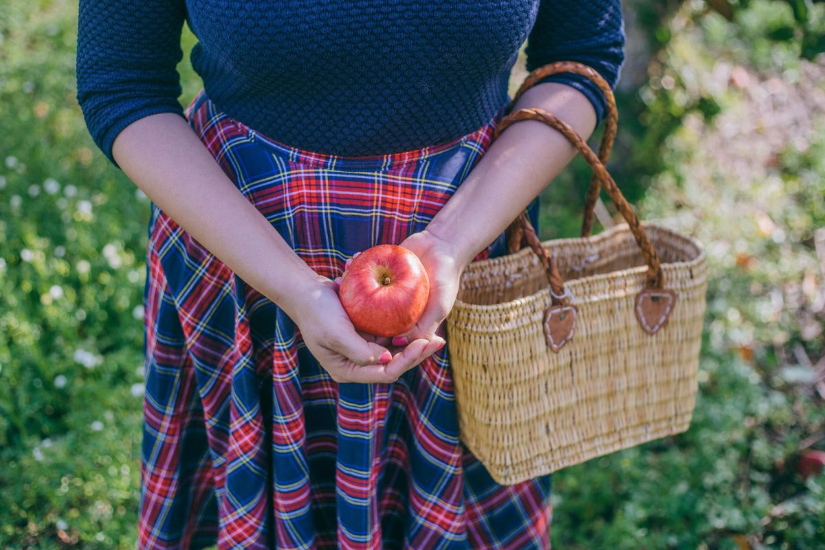 Apple Picking in Kent Supal Desai