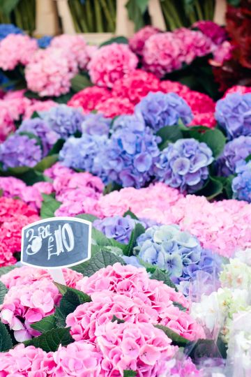 Visiting Columbia Road Flower Market Tips & Advice