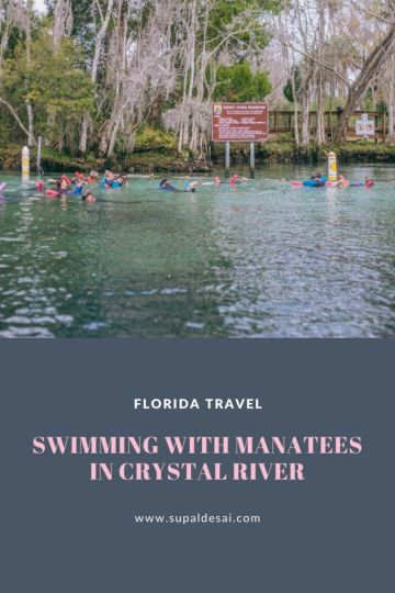 Swimming with Manatees in Crystal River, Florida