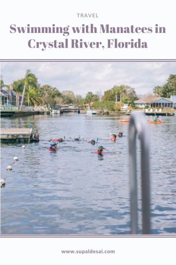 Swimming with Manatees in Crystal River, Florida