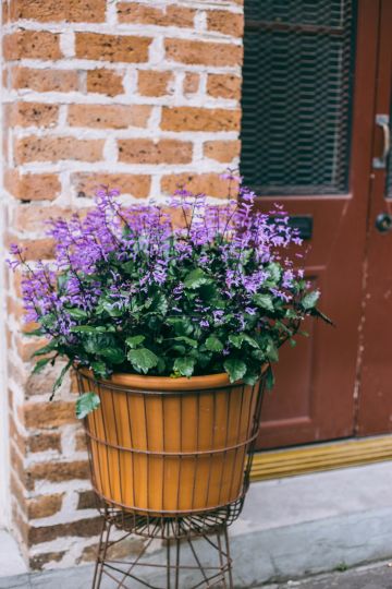 Postcards from the French Quarter in New Orleans