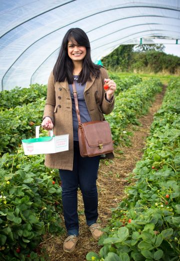 Strawberry & Sunflower Picking at Cairnies Farm Cover Image