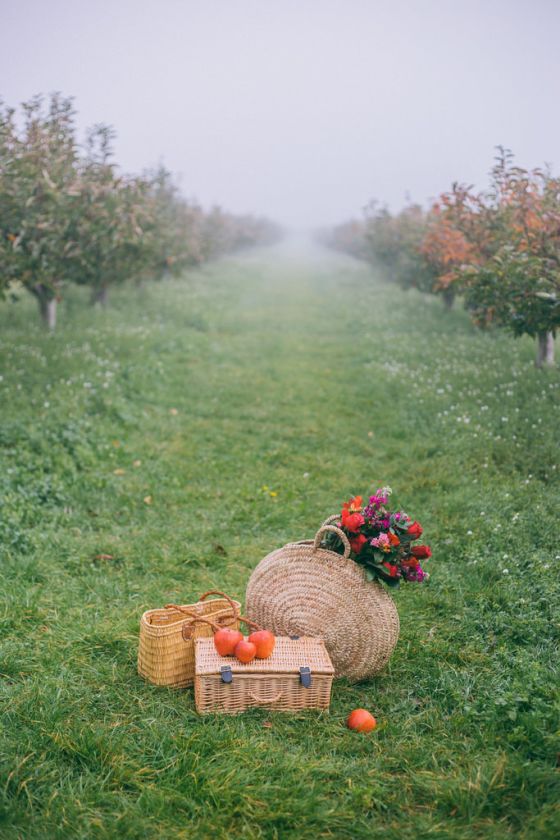 Apple Picking in Kent