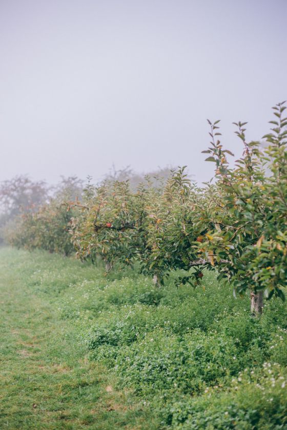 Apple Picking in Kent