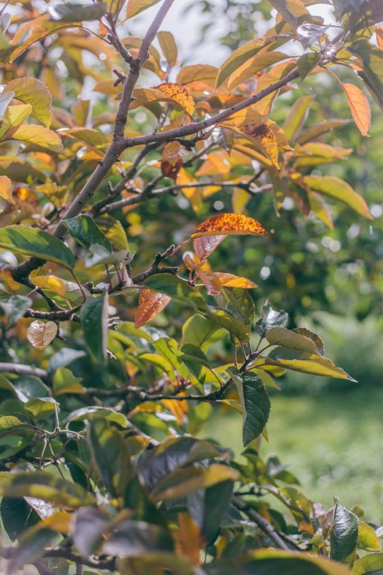 Apple Picking in Kent