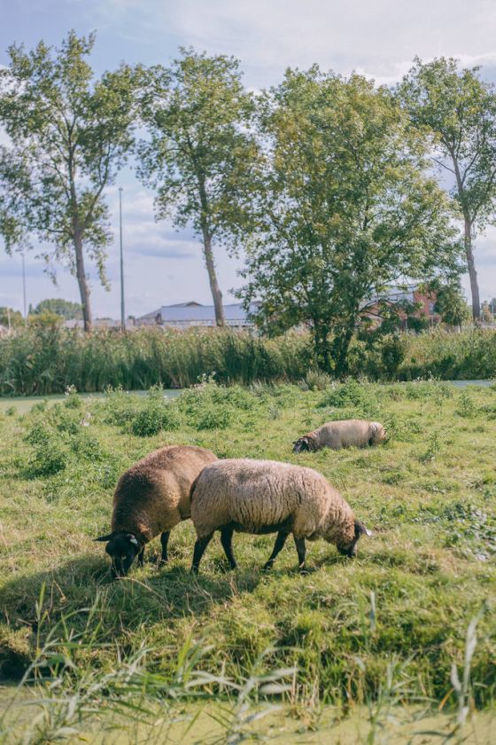 Zaanse Schans: Discover Dutch Windmills