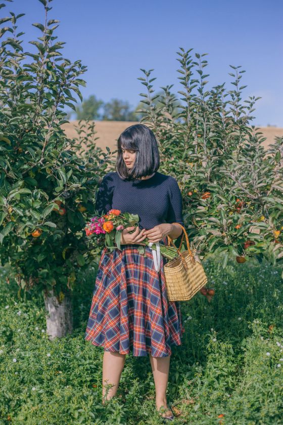 Apple Picking in Kent