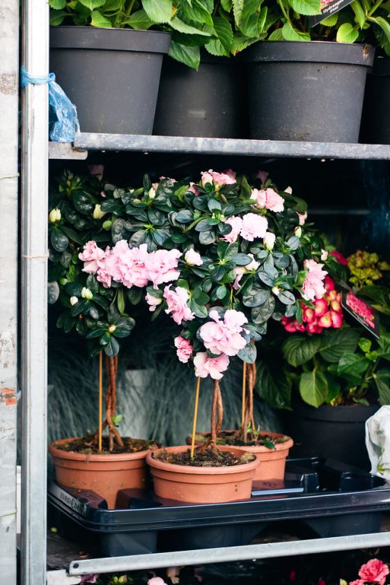 Visiting Columbia Road Flower Market Tips & Advice