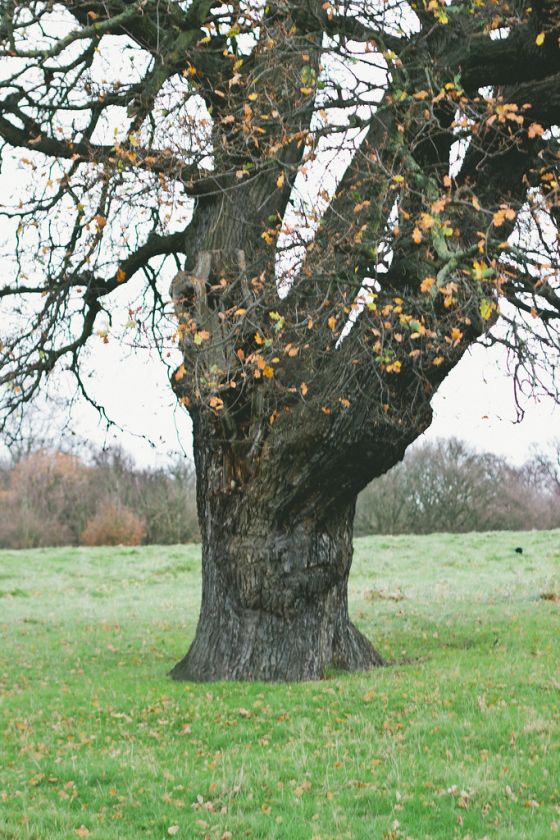 Reflective Walk Through Richmond Park