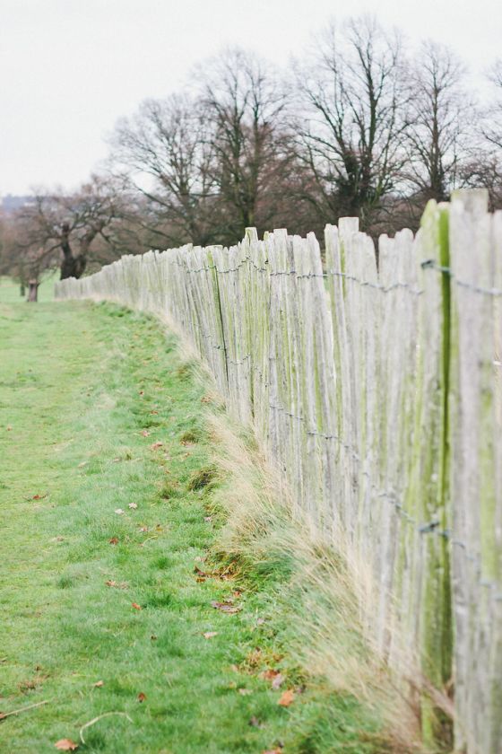 Reflective Walk Through Richmond Park