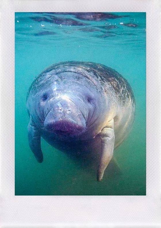 Swimming with Manatees in Crystal River, Florida