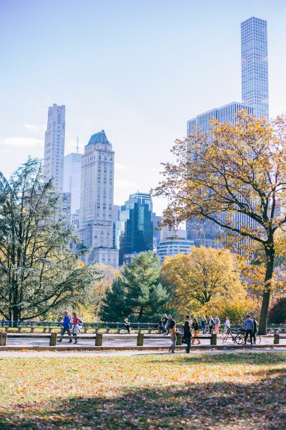 A Reflective Autumnal Walk in Central Park