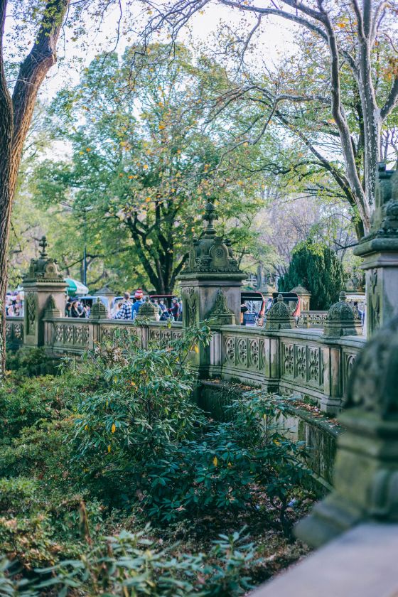 A Reflective Autumnal Walk in Central Park