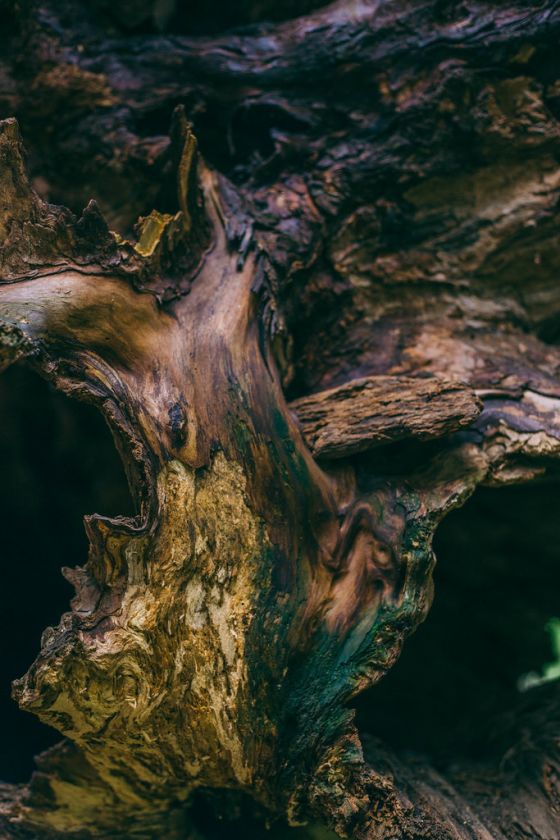 A Photo Walk through Bosque de Chapultepec