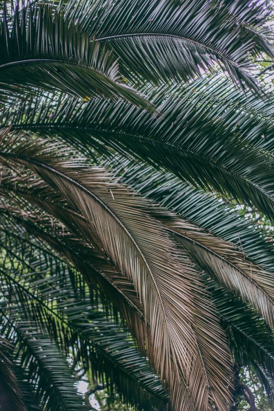 A Photo Walk through Bosque de Chapultepec