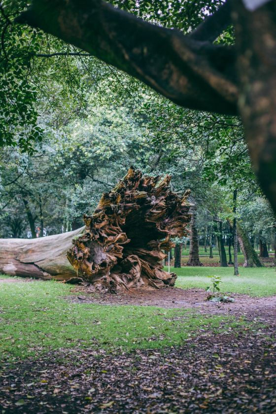 A Photo Walk through Bosque de Chapultepec