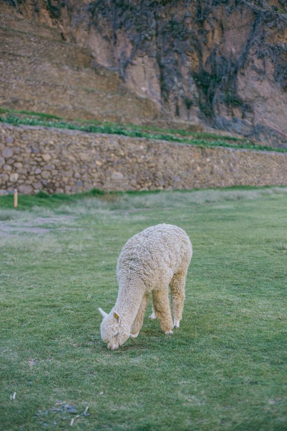 A Sacred Valley Adventure