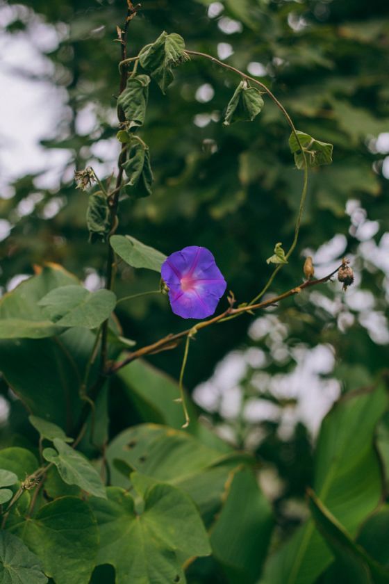 Pena Palace in Sintra