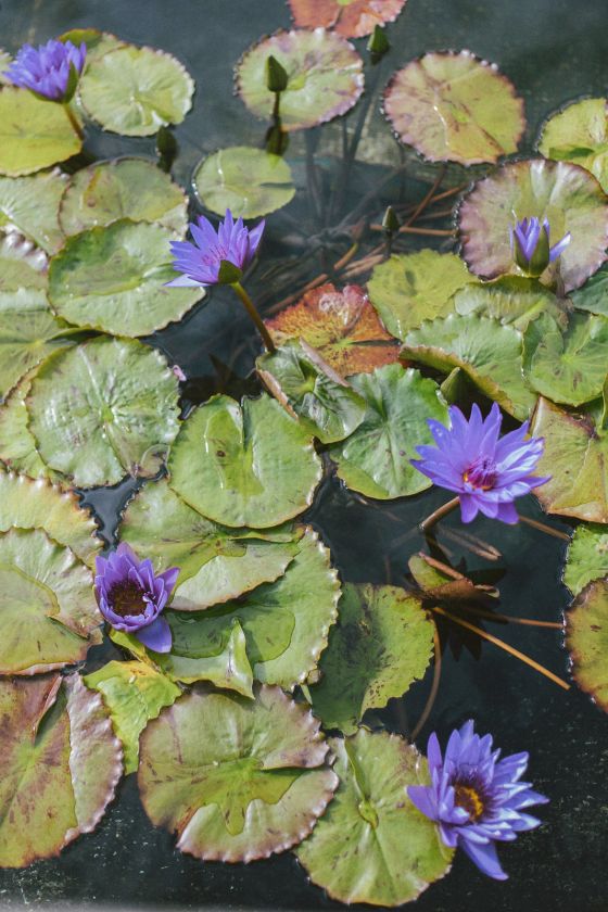 Chi Lin Nunnery and Nan Lian Garden